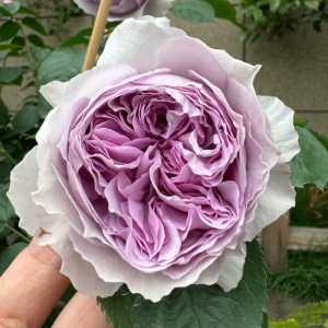 Lilas Rose for sale丨Your roses