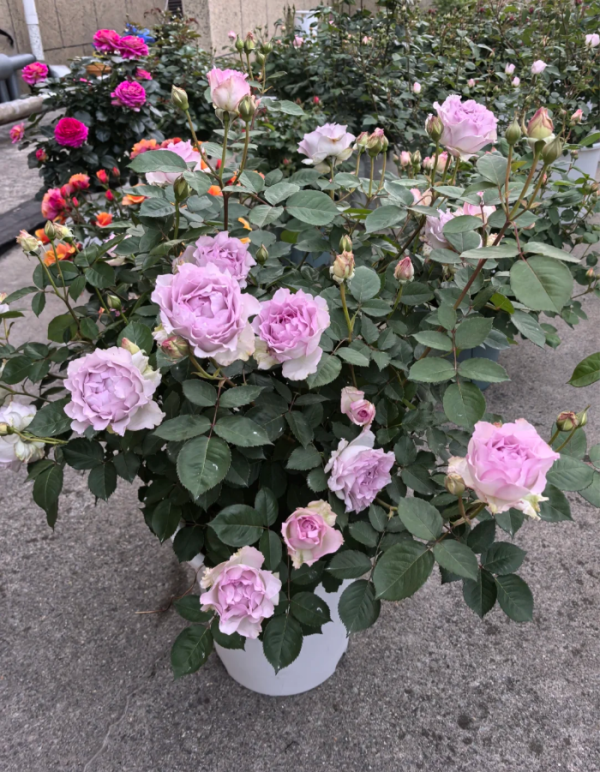 Rose Lu Ning Xiang丨Your roses