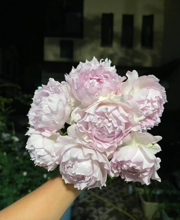 Lu Ning Xiang Roses丨Your roses