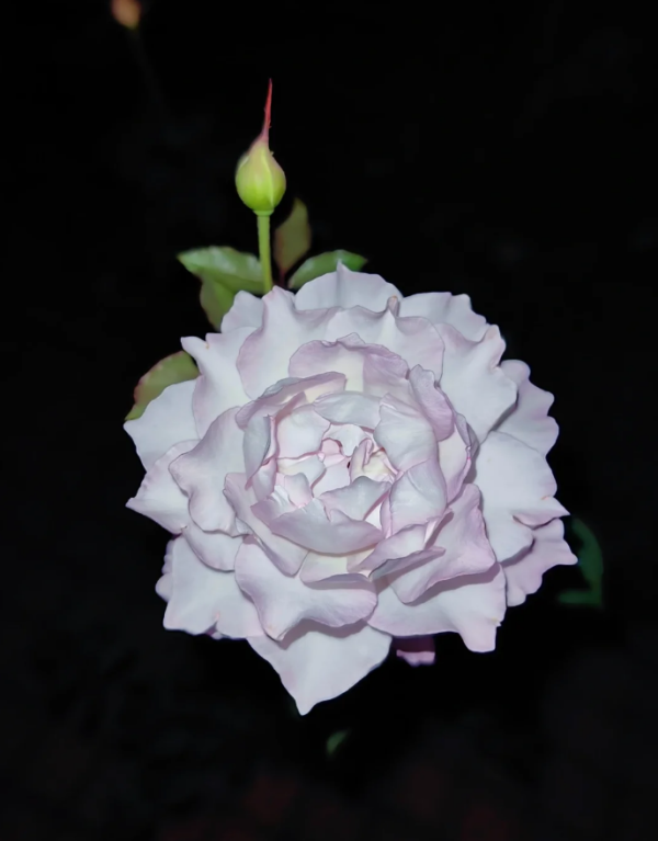Lu Ning Xiang Rose for sale丨Your roses