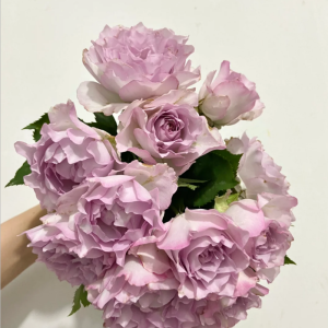 Lu Ning Xiang Rose丨Your roses