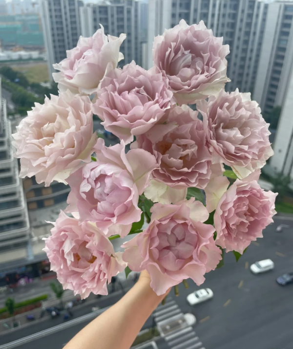 Rose Lu Ning Xiang for sale丨Your roses