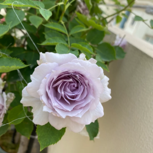 Lucifer Rose丨Your roses