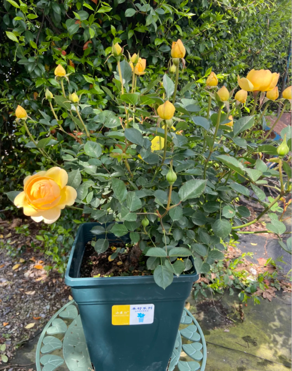 Luciole Rose Plant丨Your roses