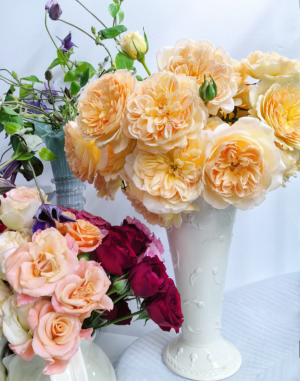 Luciole Roses丨Your roses