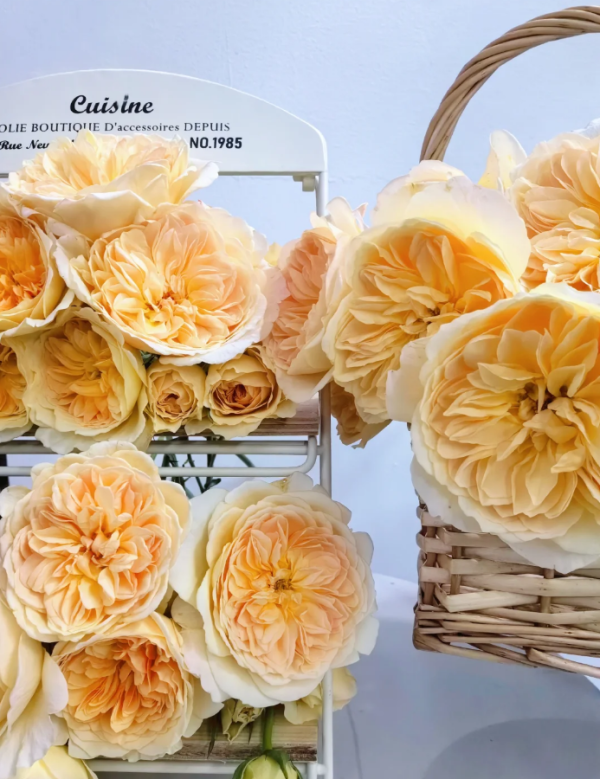 Luciole Rose for丨Your roses