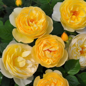 Luciole Rose丨Your roses