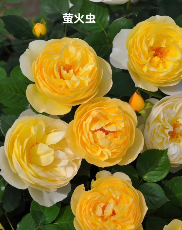 Luciole Rose丨Your roses