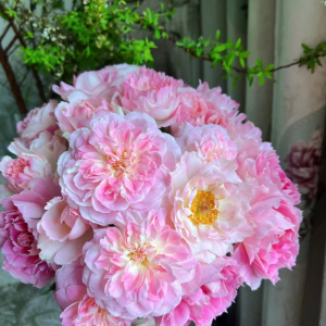 Malines Rose丨Your roses