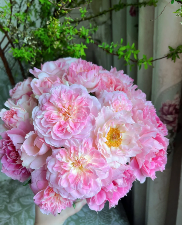 Malines Rose丨Your roses