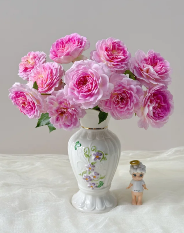 Malines Rose for sale丨Your roses