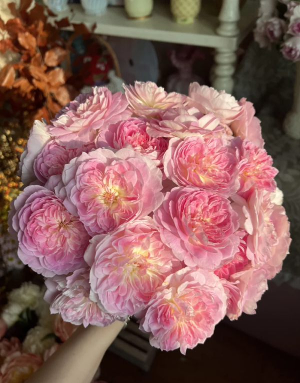 Malines Roses丨Your roses