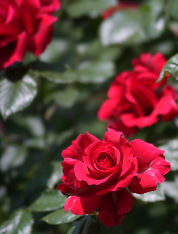 Michael Rose for sale丨Your roses