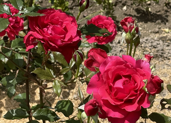 Michael Roses丨Your roses