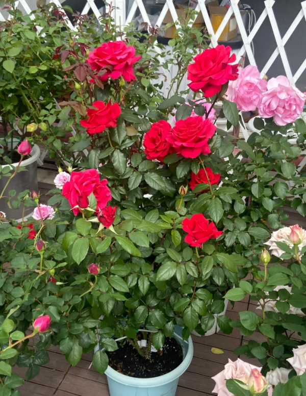Michael Rose Plant丨Your roses