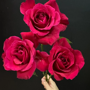 Michael Rose丨Your roses