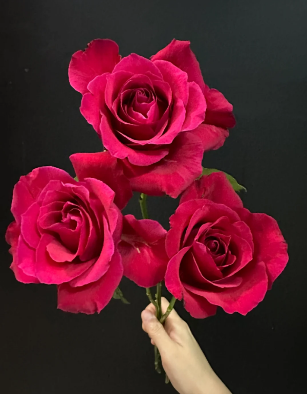 Michael Rose丨Your roses