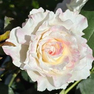 Mille-feuille Rose丨Your roses