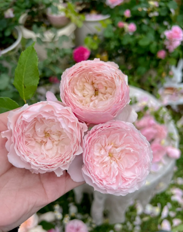 Misaki Rose for sale丨Your roses