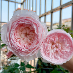 Misaki Rose丨Your roses
