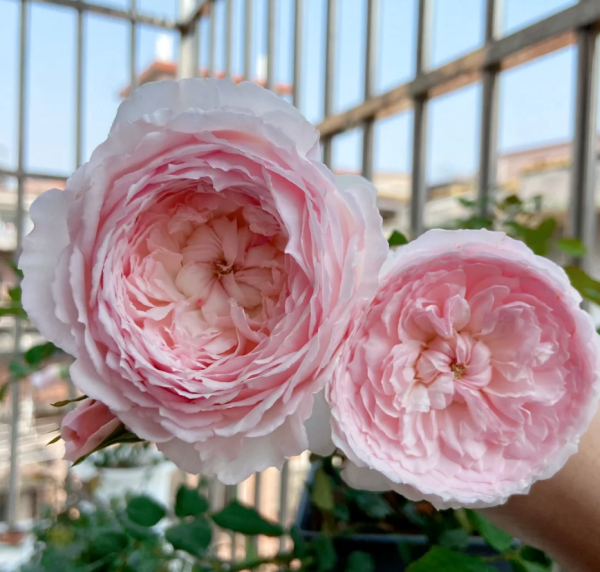 Misaki Rose丨Your roses