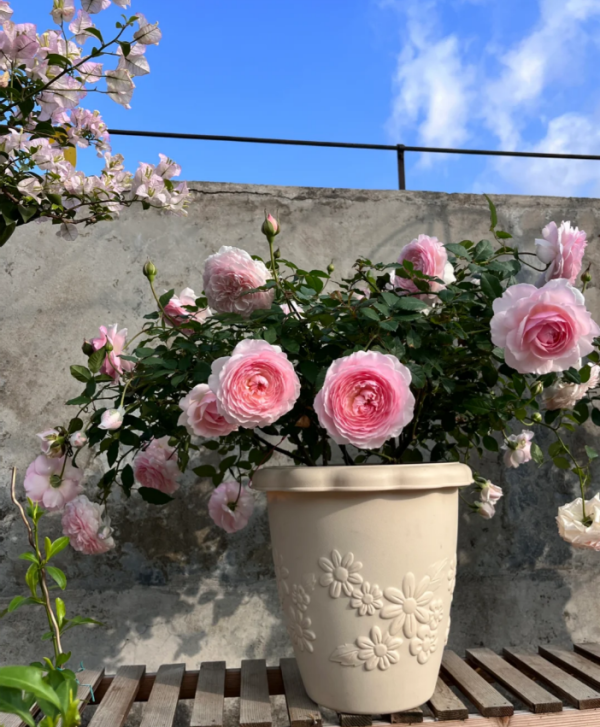 Rose Misaki for sale丨Your roses