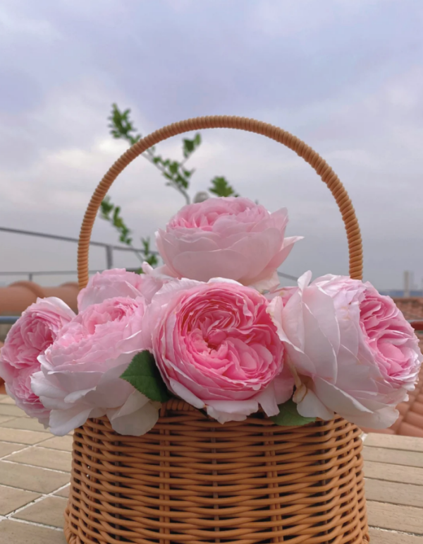 Rose Misaki丨Your roses