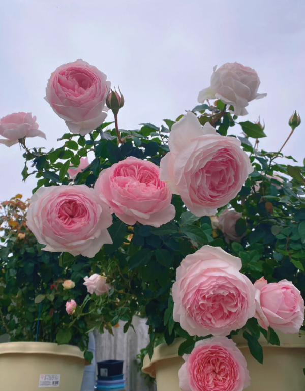 Misaki Rose Plant丨Your roses