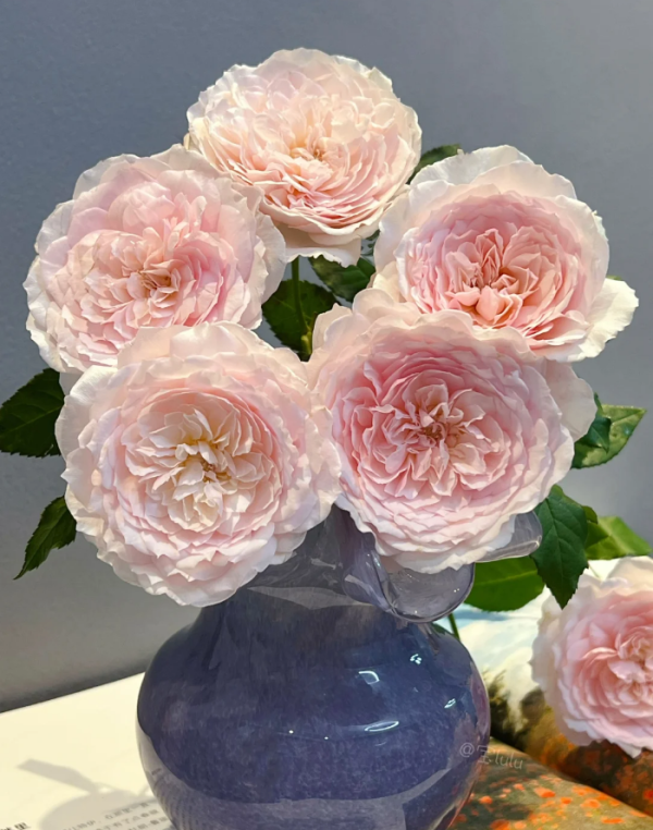 Misaki Roses丨Your roses