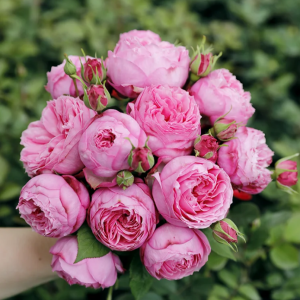 Miyako Rose丨Your roses