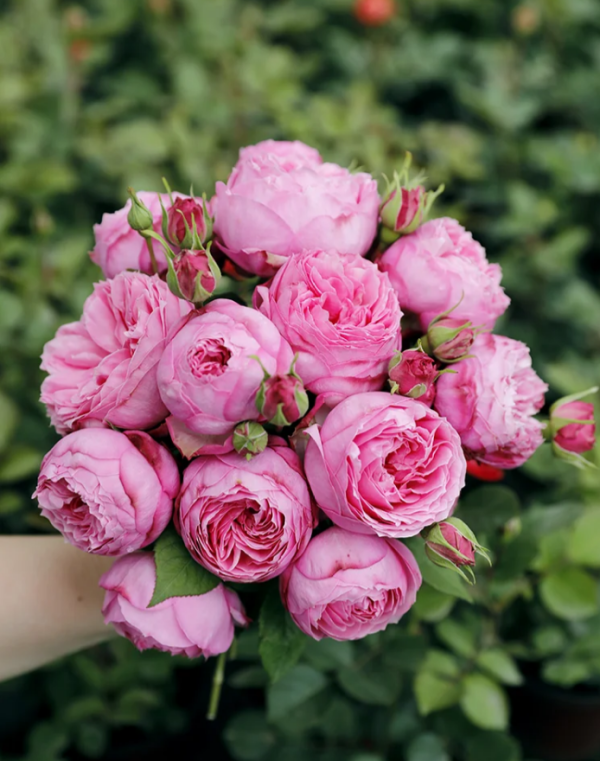Miyako Rose丨Your roses