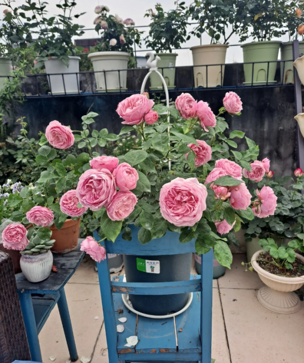 Miyako Rose for sale丨Your roses