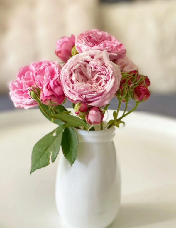 Rose Miyako丨Your roses