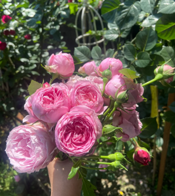 Miyako Roses丨Your roses