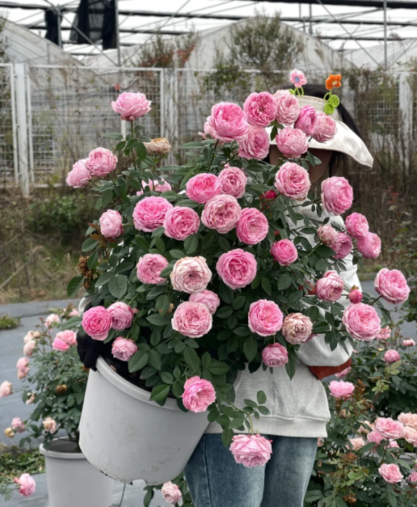 Miyako Rose Plant丨Your roses