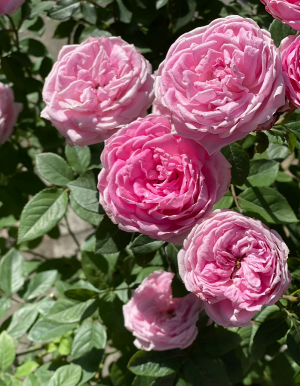 Miyako Rose Plant for sale丨Your roses