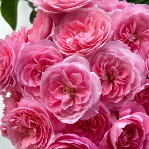 Miyu Rose丨Your roses