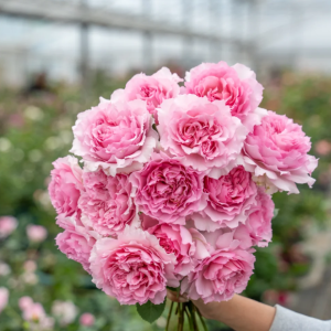 Nning Zhi Rose for sale丨Your roses