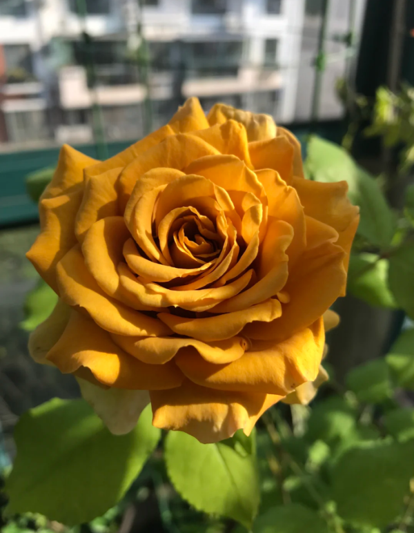Pine Dream Rose Cut Rose - Image 3