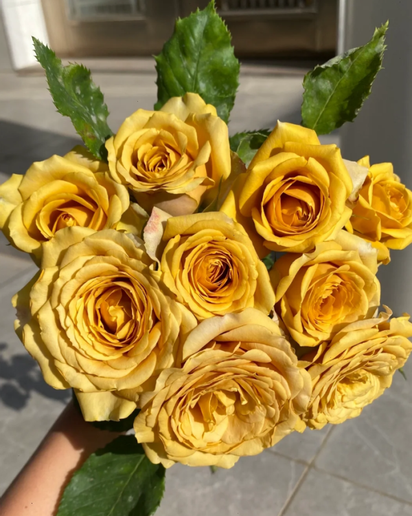 Pine Dream Rose for sale丨Your roses