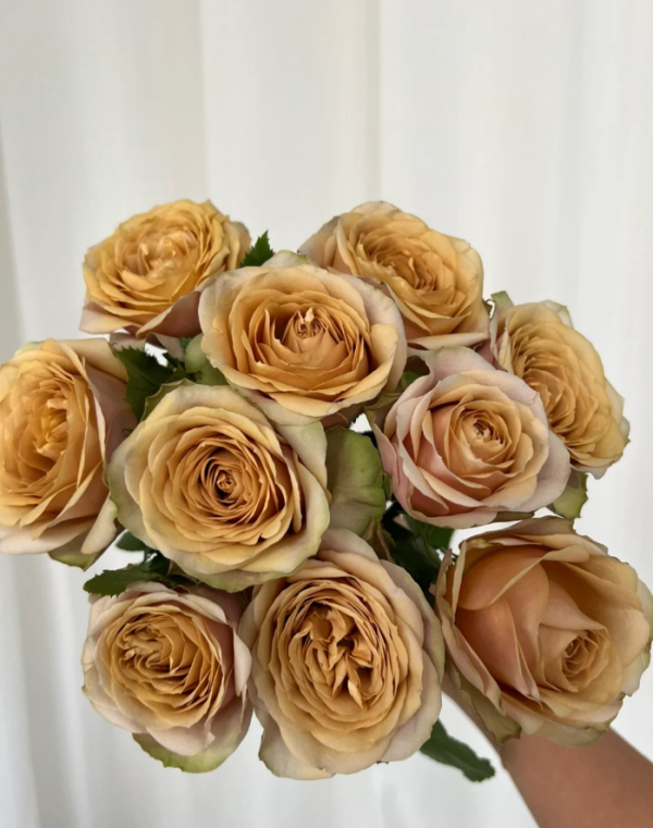 Rose Pine Dream丨Your roses