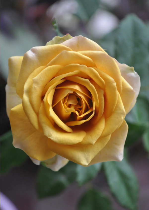Pine Dream Rose Plant丨Your roses