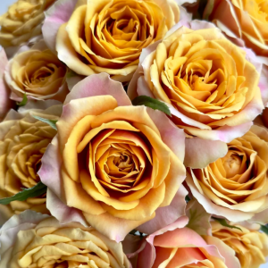 Pine Dream Rose丨Your roses