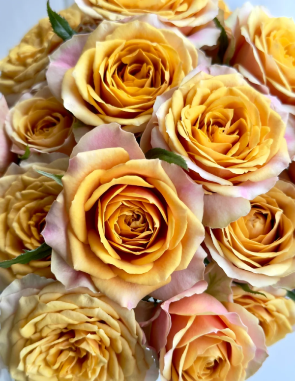 Pine Dream Rose丨Your roses