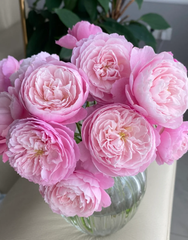 Rose Plume丨Your roses