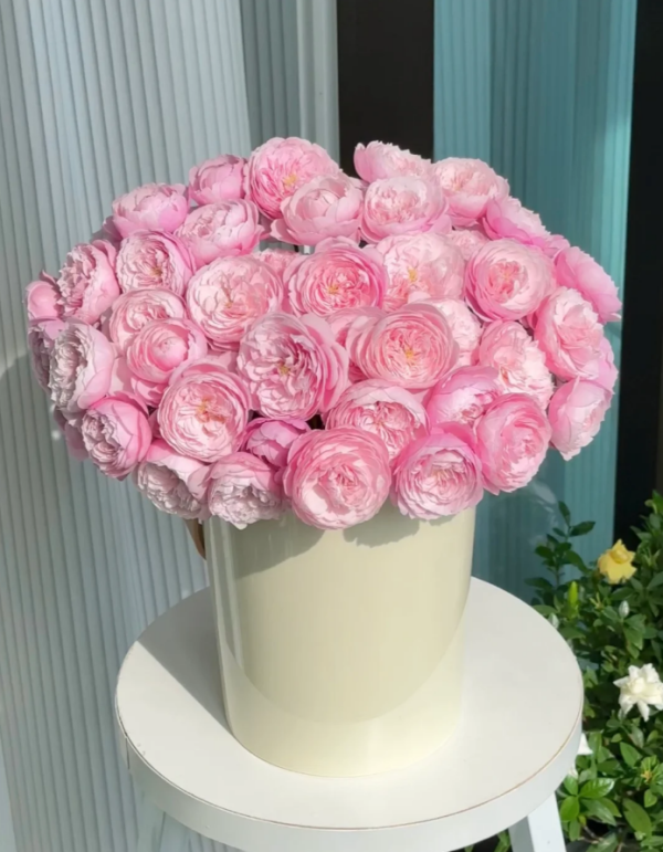 Plume Rose Plant丨Your roses