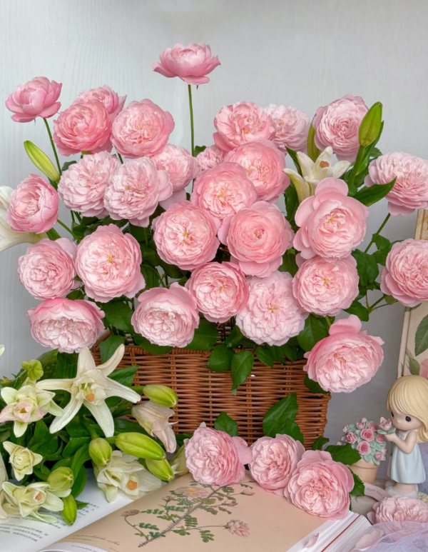 Plume Rose - Image 3