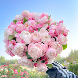 Plume Rose丨Your roses