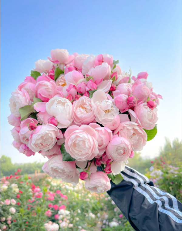 Plume Rose丨Your roses