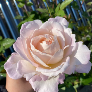 Princess Tenko Rose丨Your roses